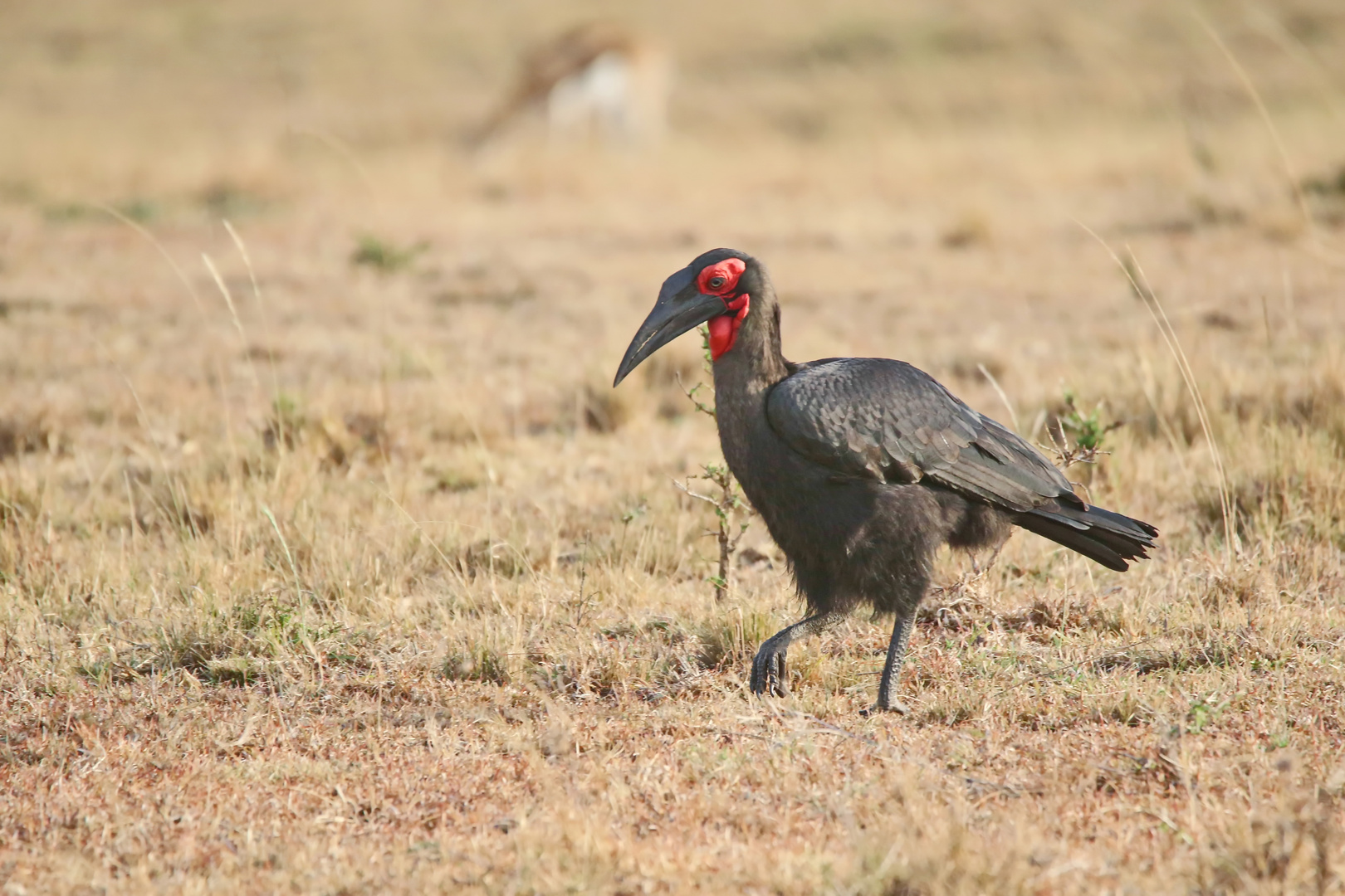 Südliche Hornrabe (Bucorvus leadbeateri)