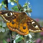 Südliche Kleines Nachtpfauenauge, männlich, an Schlehenblüten rastend