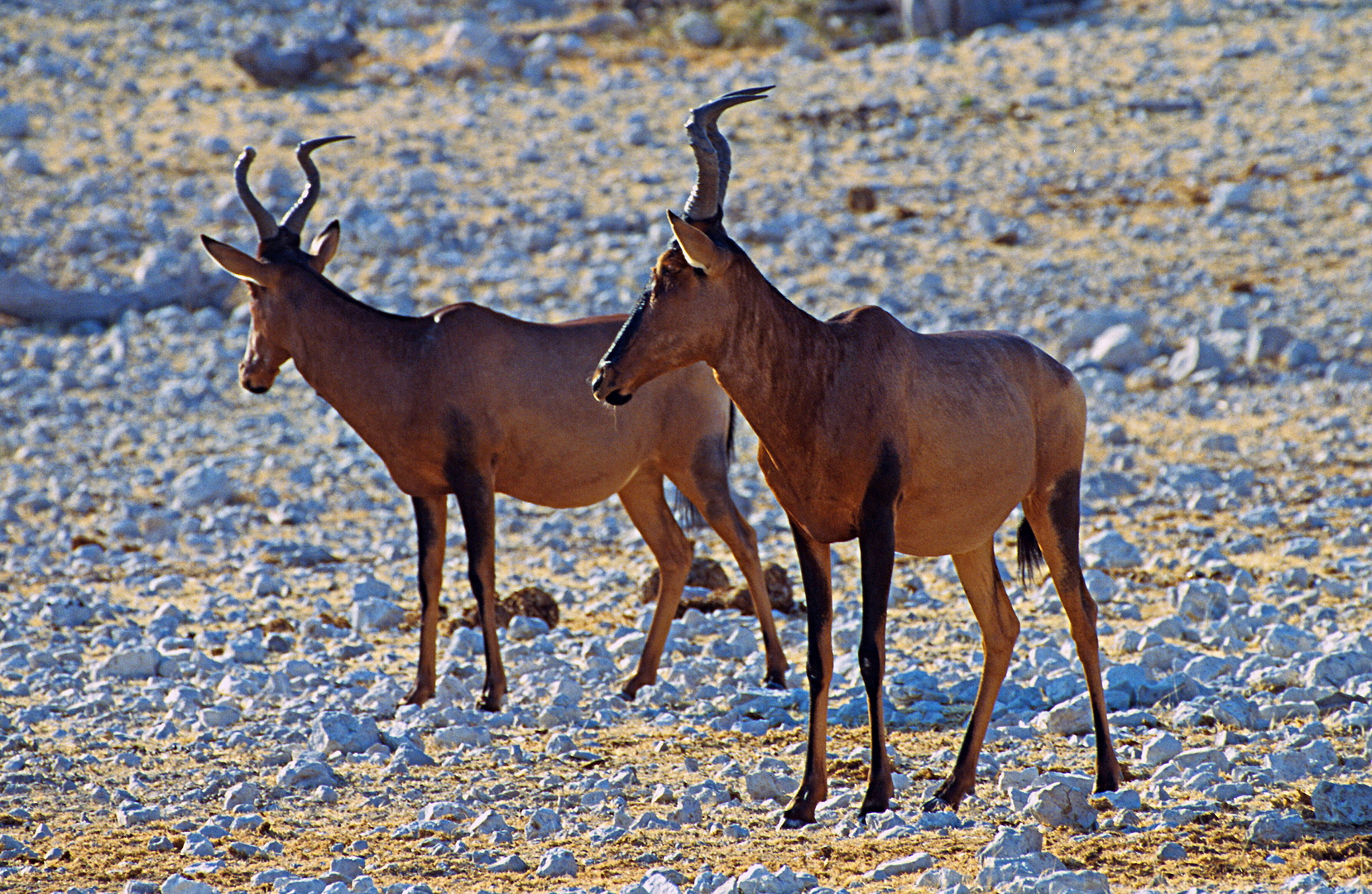 Südliche Kuhantilopen (Alcelaphus caama), Etosha-Pfanne, Namibia