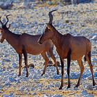 Südliche Kuhantilopen (Alcelaphus caama), Etosha-Pfanne, Namibia