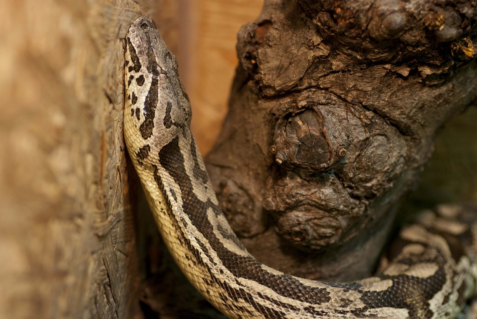 Südliche Madagaskar-Boa - fotografiert im Neu-Ulmer Terrarium