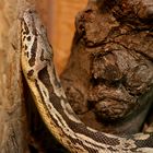 Südliche Madagaskar-Boa - fotografiert im Neu-Ulmer Terrarium