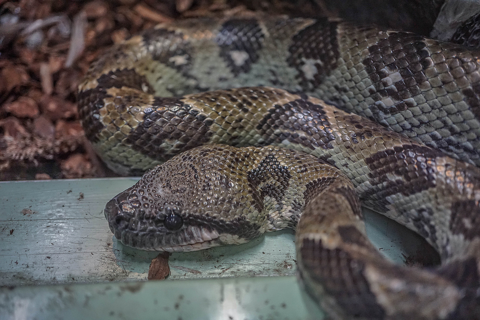 Südliche Madagaskarboa