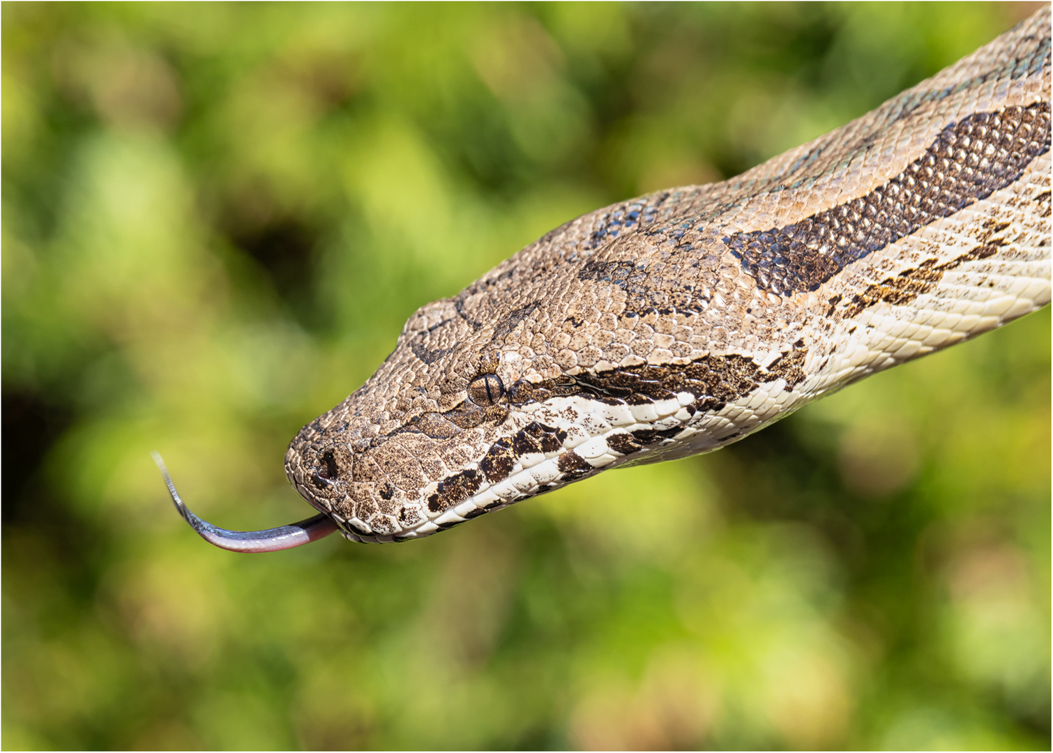 Südliche Madagaskarboa