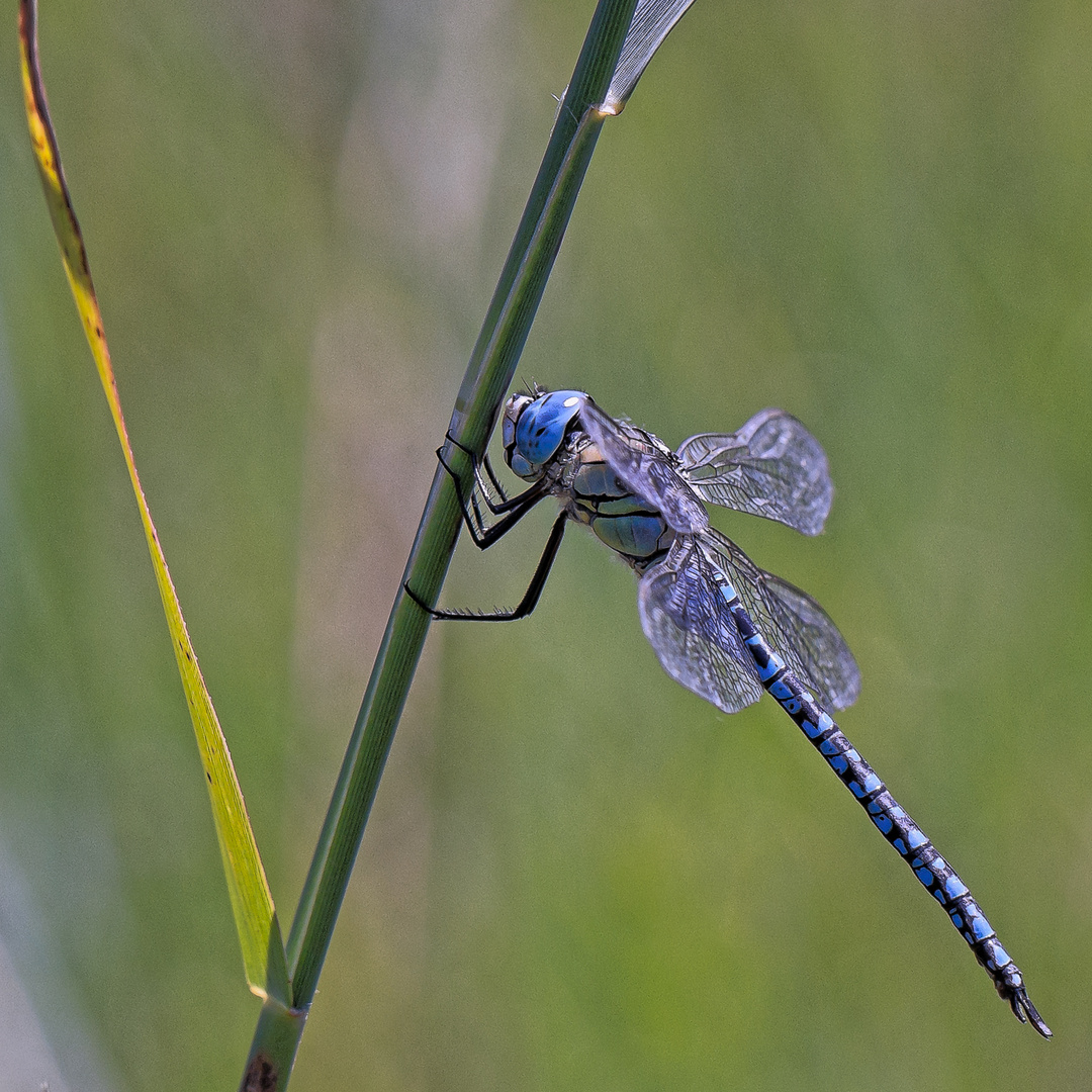 Südliche Mosaikjungfer (Aeshna affinis)