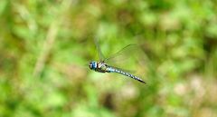  Südliche Mosaikjungfer (Aeshna affinis)