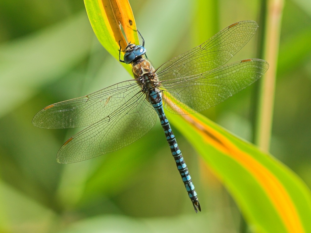 Südliche Mosaikjungfer (Aeshna affinis)