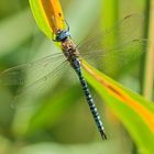 Südliche Mosaikjungfer (Aeshna affinis)