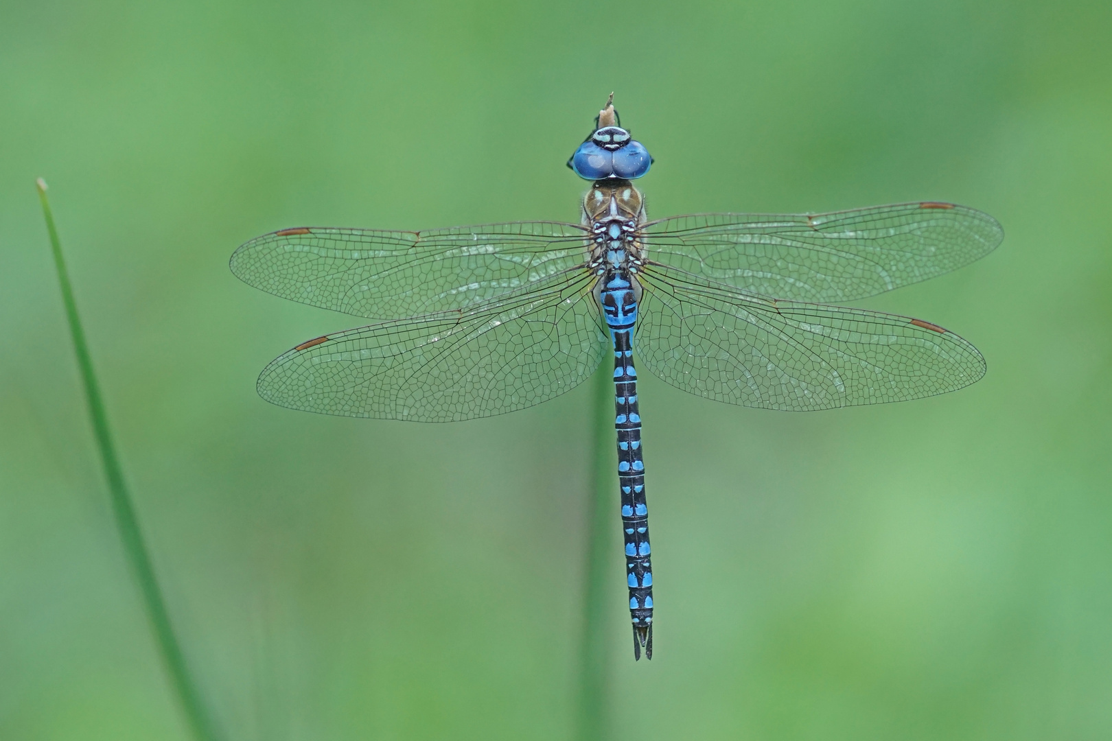 Südliche Mosaikjungfer (Aeshna affinis), Männchen