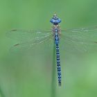 Südliche Mosaikjungfer (Aeshna affinis), Männchen