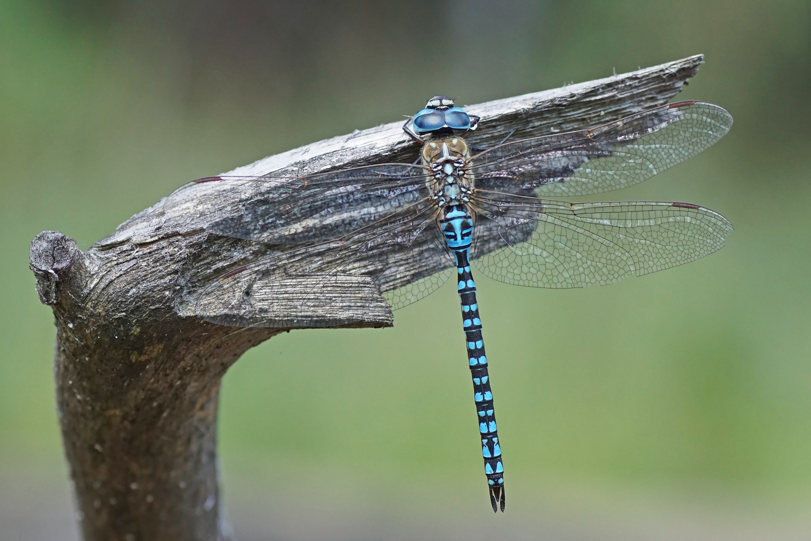 Südliche Mosaikjungfer (Aeshna affinis), Männchen