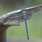 Südliche Mosaikjungfer (Aeshna affinis), Männchen