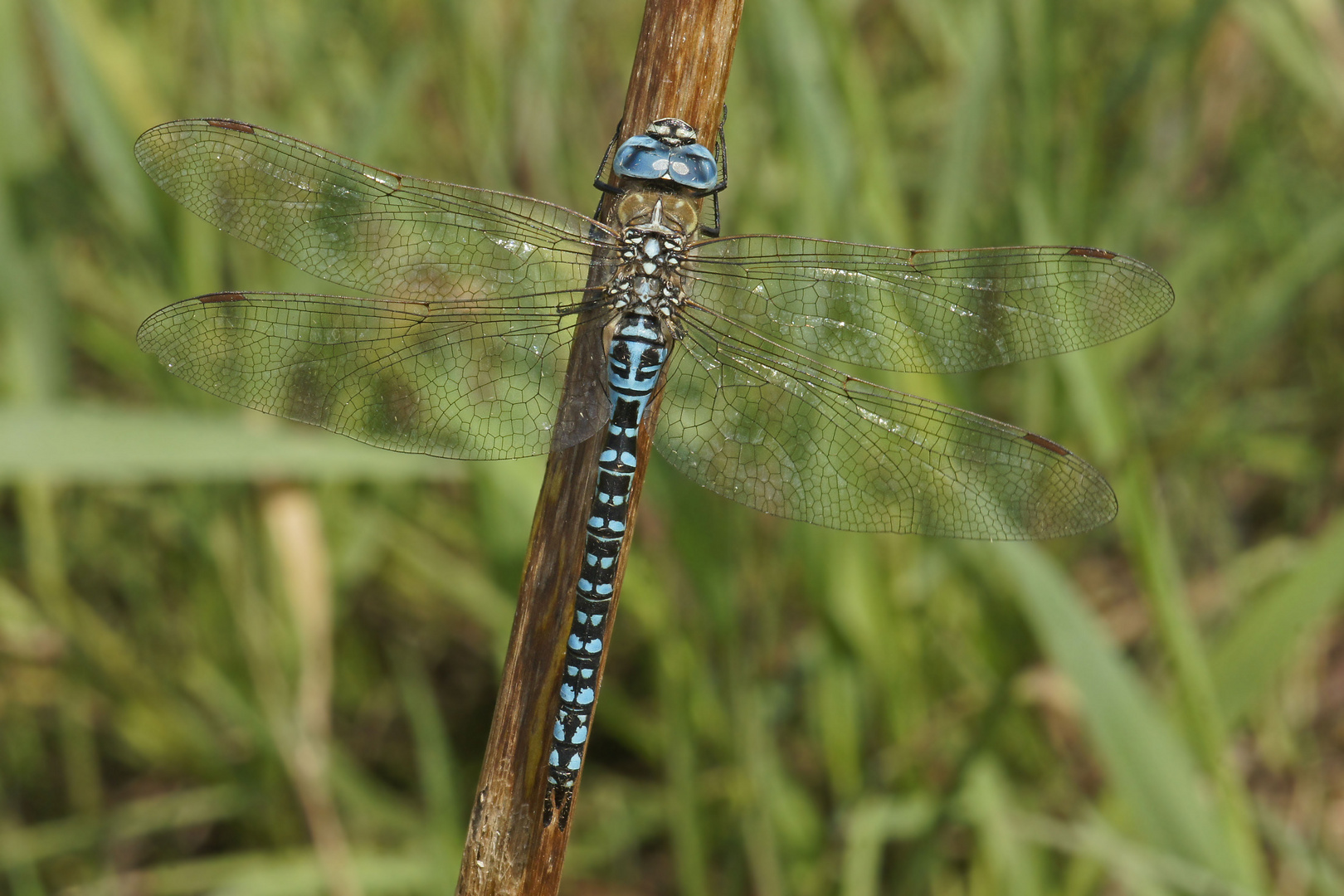 Südliche Mosaikjungfer (Aeshna affinis), Männchen