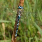 Südliche Mosaikjungfer (Aeshna affinis), Männchen