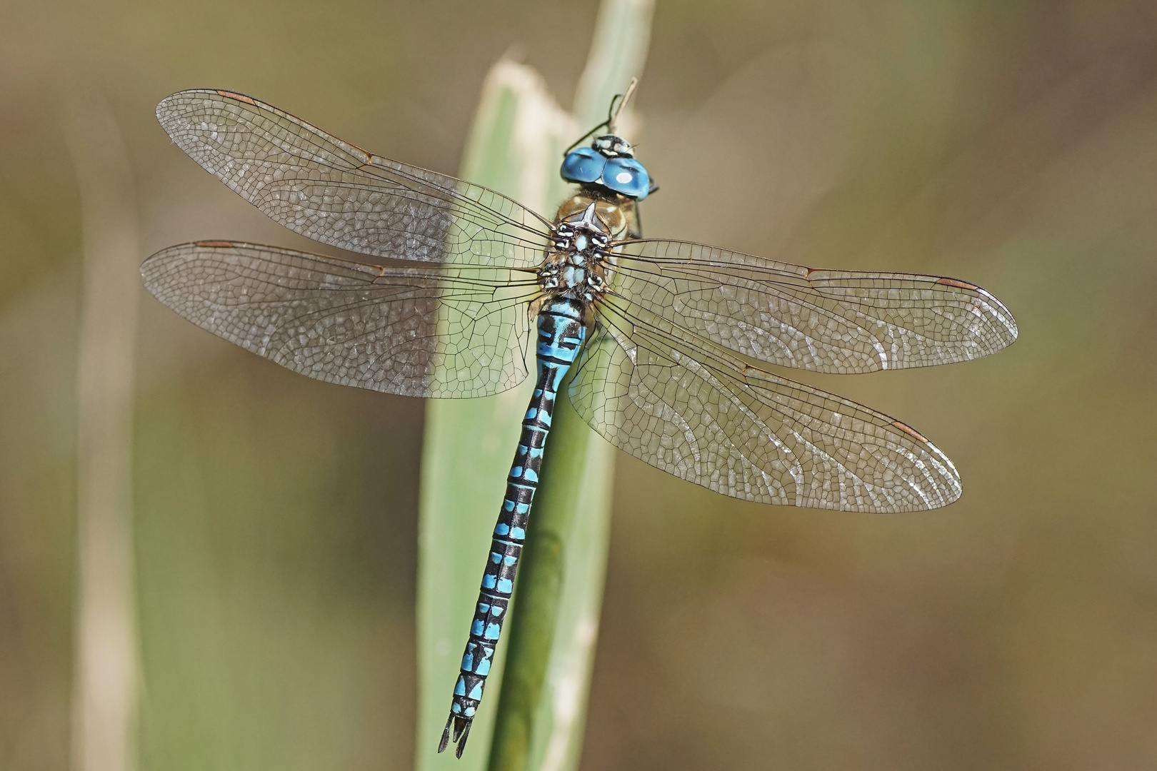 Südliche Mosaikjungfer (Aeshna affinis), Männchen