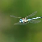 Südliche Mosaikjungfer (Aeshna affinis), Männchen im Flug