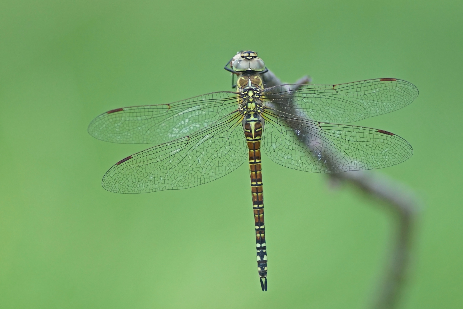 Südliche Mosaikjungfer (Aeshna affinis), Weibchen