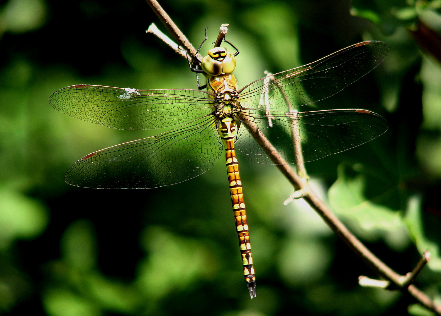 Südliche Mosaikjungfer (Aeshna affinis), Weibchen