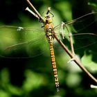 Südliche Mosaikjungfer (Aeshna affinis), Weibchen