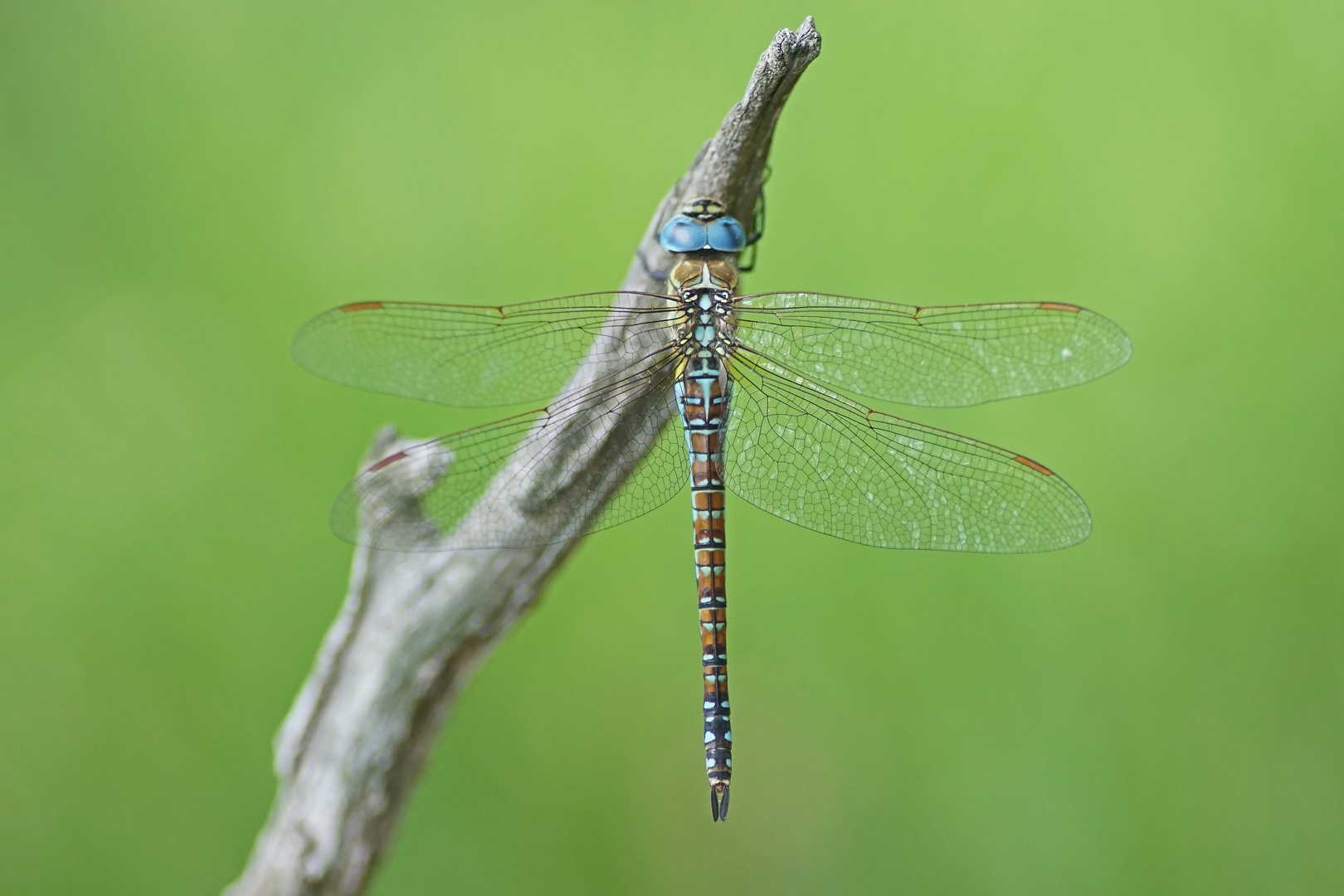 Südliche Mosaikjungfer (Aeshna affinis), Weibchen der Blauen Form