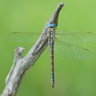 Südliche Mosaikjungfer (Aeshna affinis), Weibchen der Blauen Form