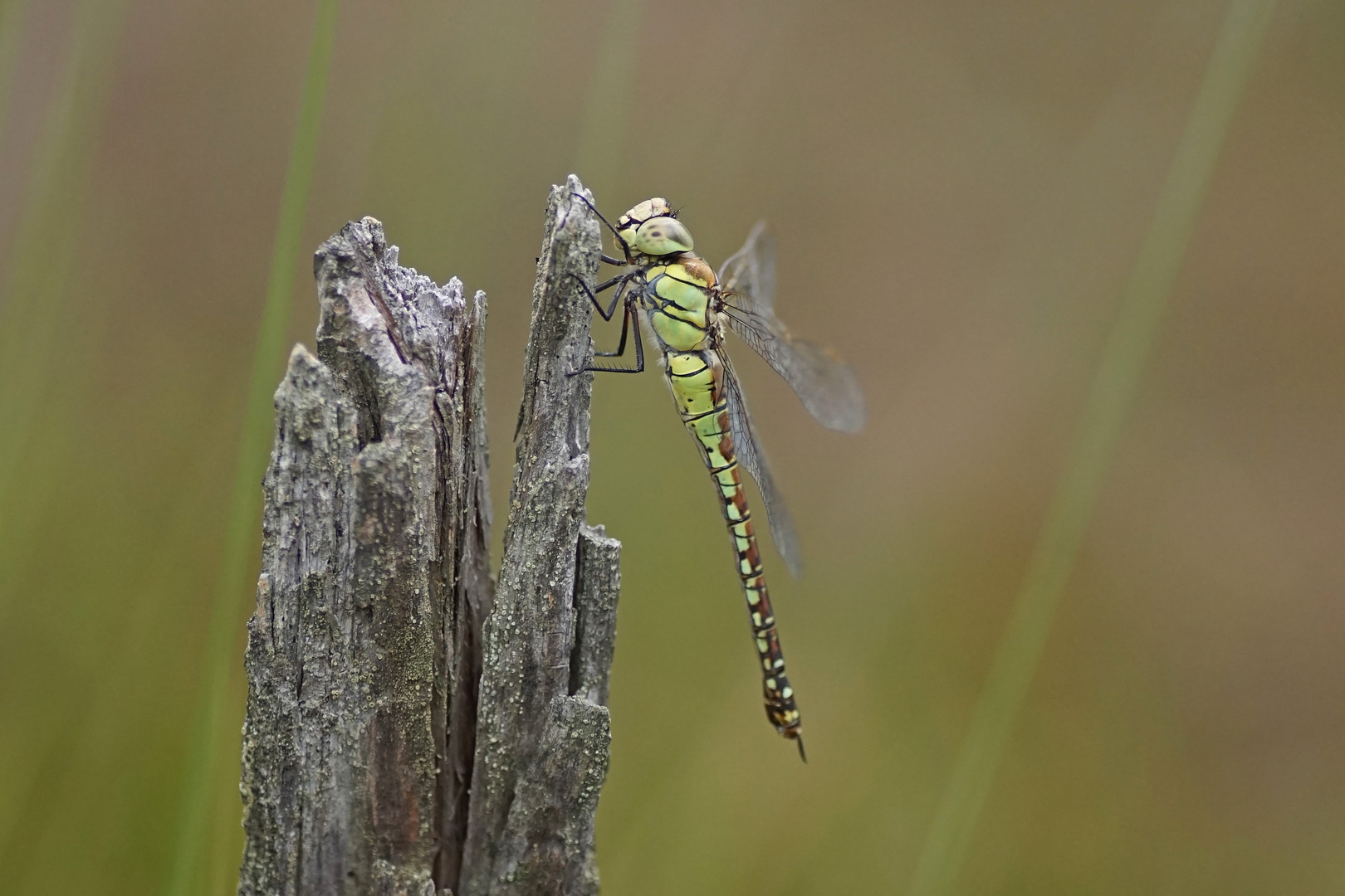 Südliche Mosaikjungfer (Aeshna affinis), Weibchen