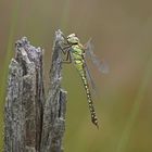 Südliche Mosaikjungfer (Aeshna affinis), Weibchen