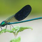 Südliche Prachtlibelle (Calopteryx xanthostoma)...