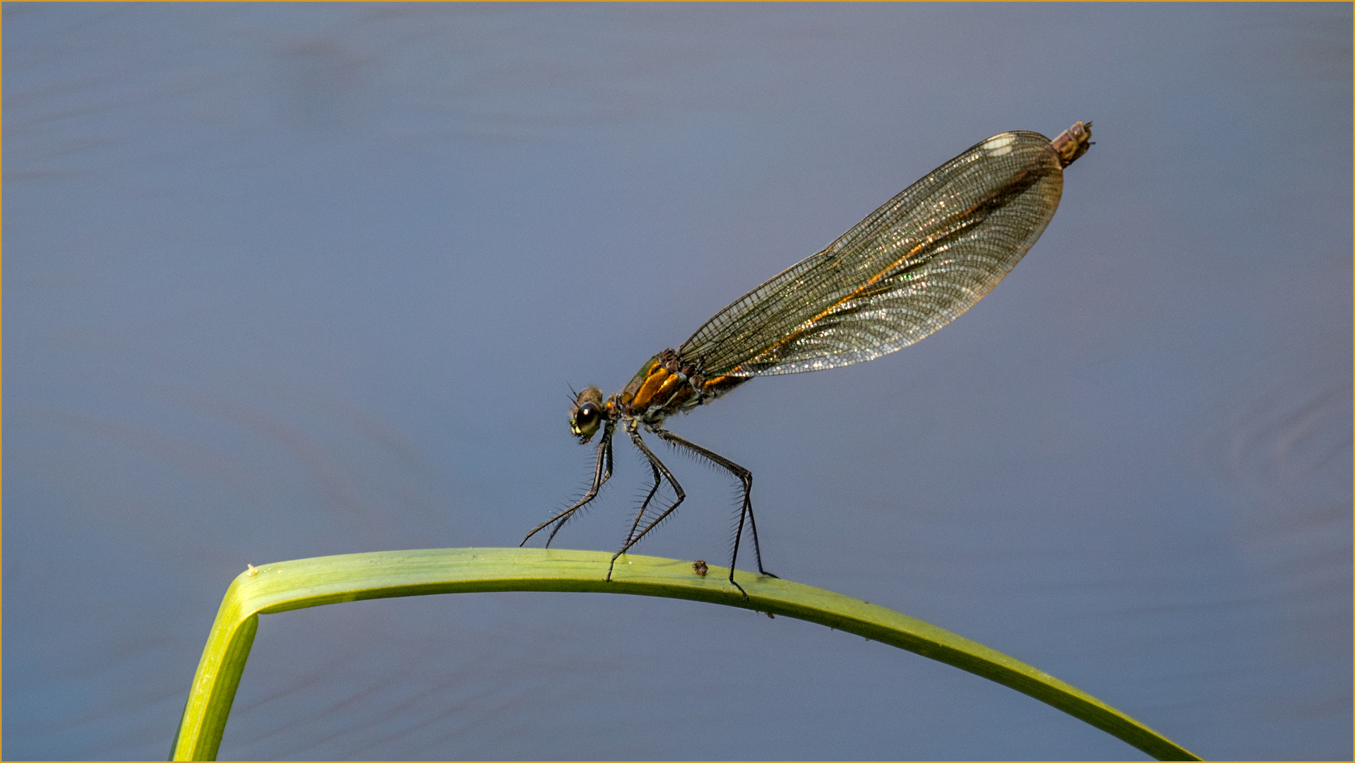 Südliche Prachtlibelle weibl. - Calopteryx virgo meridionalis - im Seitenprofil  .....