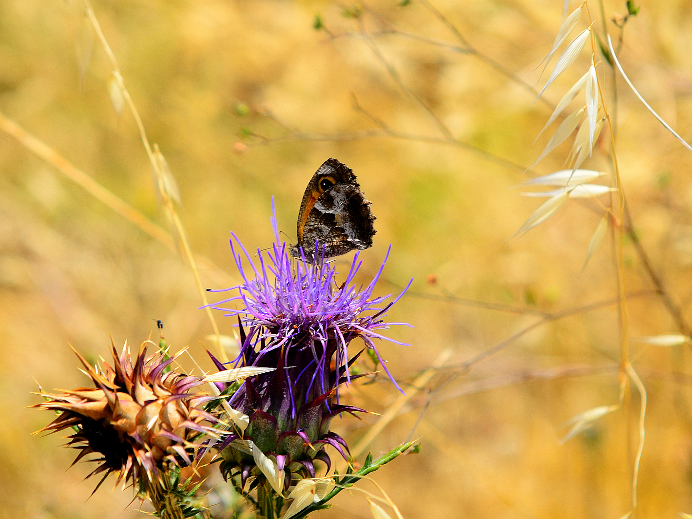 Südliche Torhüterin, (Pyronia cecilia) ,Southern gatekeeper, 