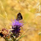 Südliche Torhüterin, (Pyronia cecilia) ,Southern gatekeeper, 