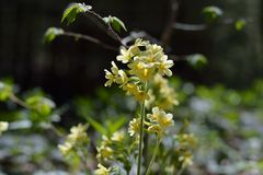 Südliche Waldprimel