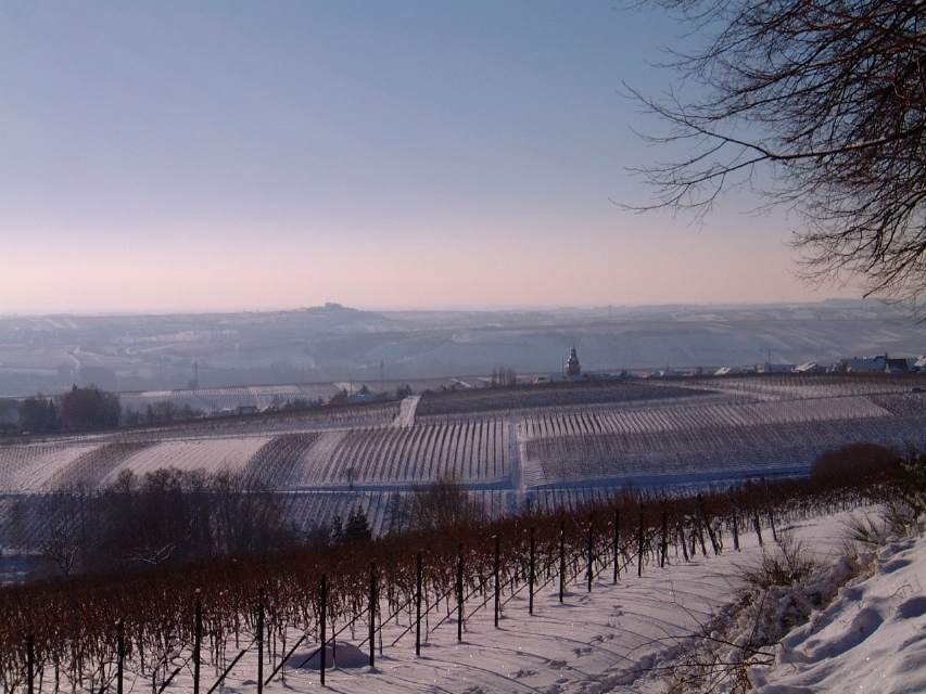 Südliche Weinstrasse -Ein Wintermärchen