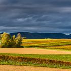 Südliche Weinstraße