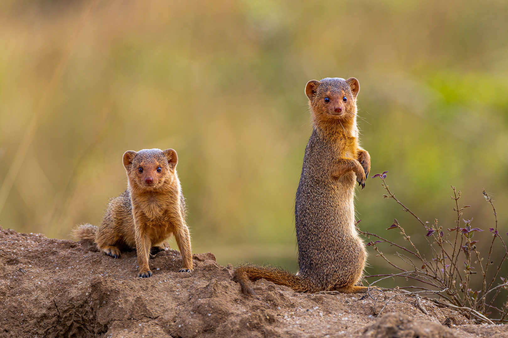 Südliche Zwergmanguste (Common dwarf mongoose)