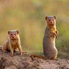 Südliche Zwergmanguste (Common dwarf mongoose)