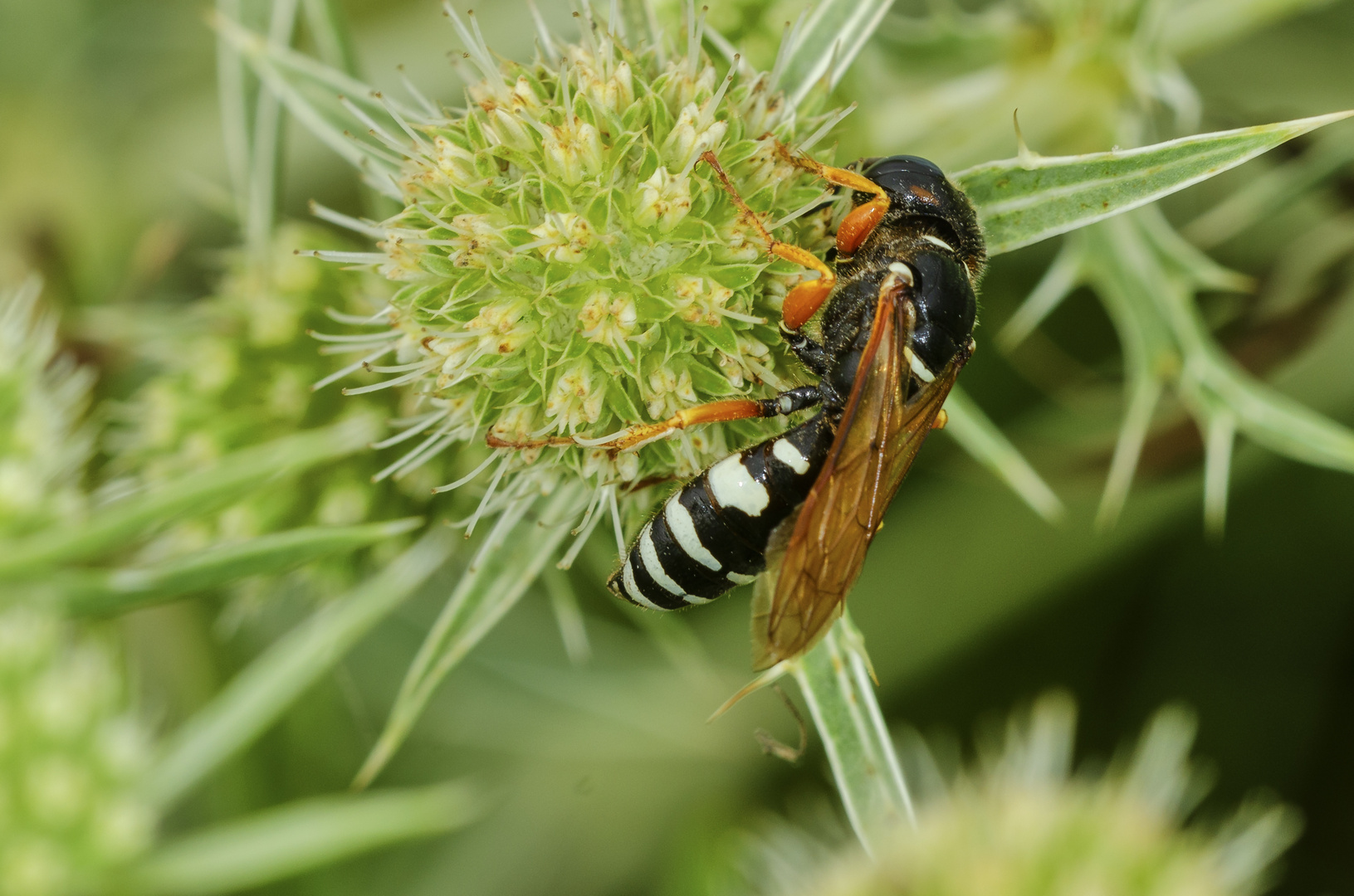 Südlicher Bienenwolf (Philanthus coronatus)