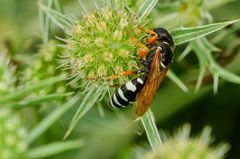 Südlicher Bienenwolf (Philanthus coronatus)