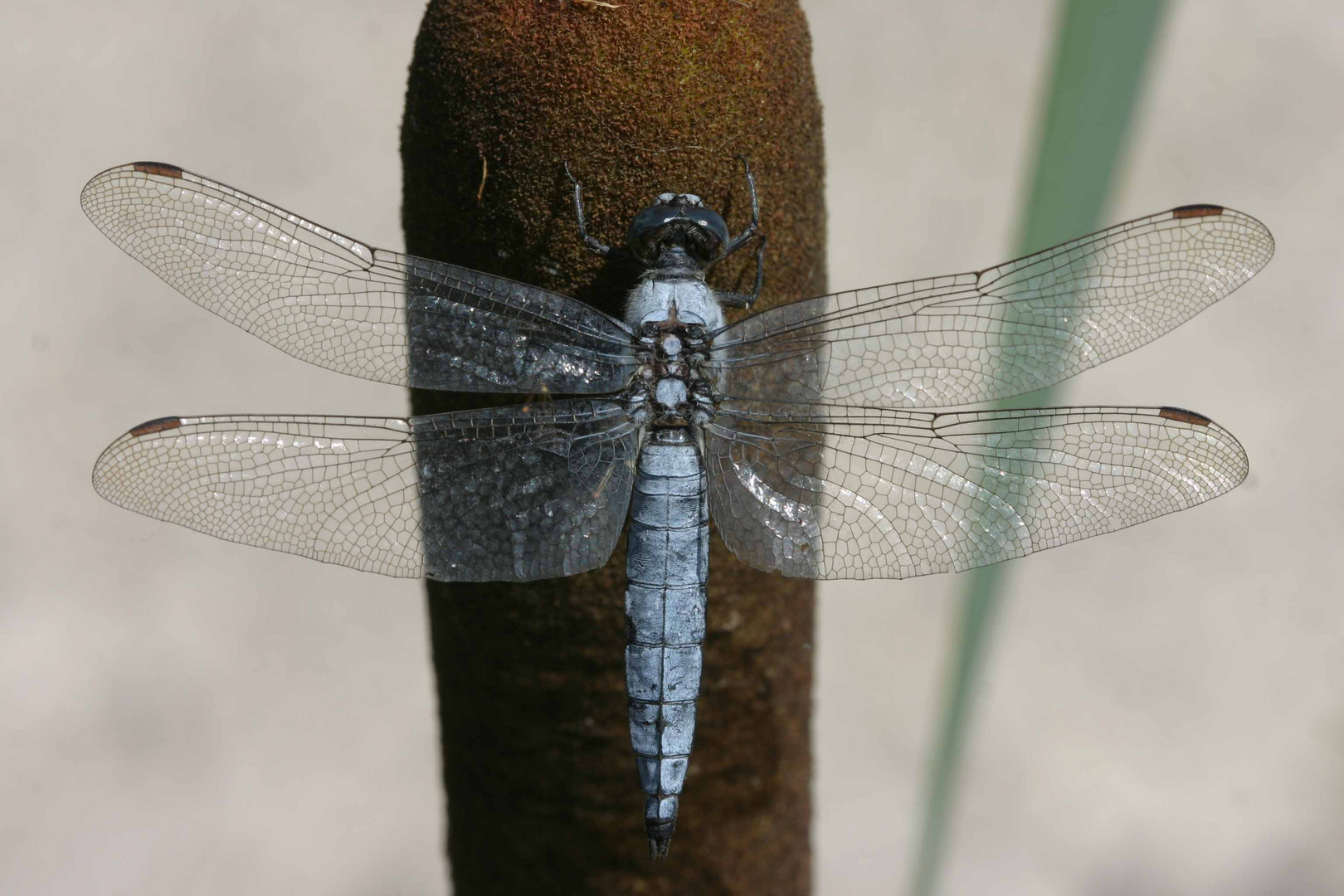 Südlicher Blaupfeil