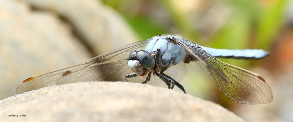 Südlicher Blaupfeil