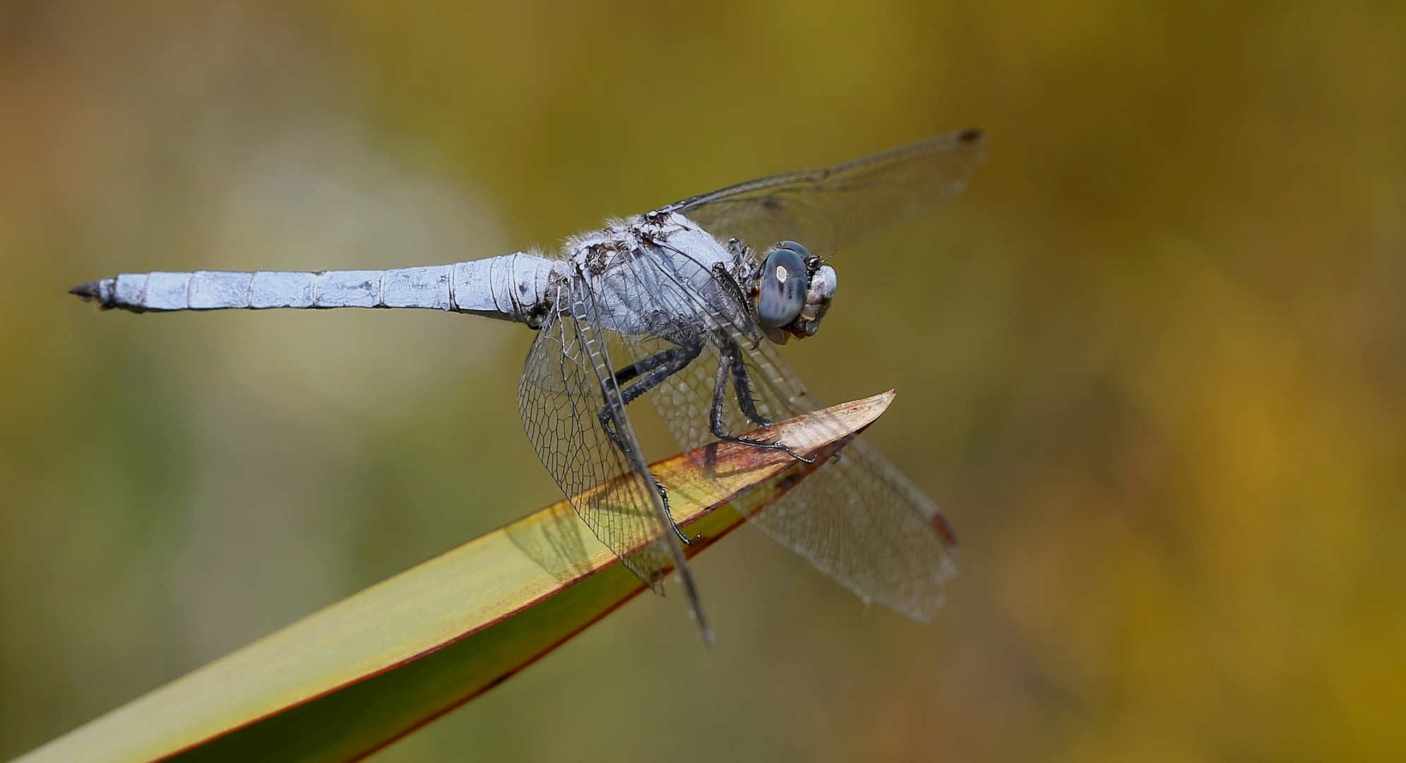 Südlicher Blaupfeil Foto & Bild makro, natur, insekten Bilder auf