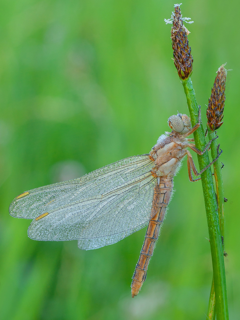 Südlicher Blaupfeil (female)