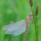 Südlicher Blaupfeil (female)