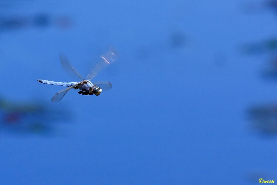 Südlicher Blaupfeil im Flug