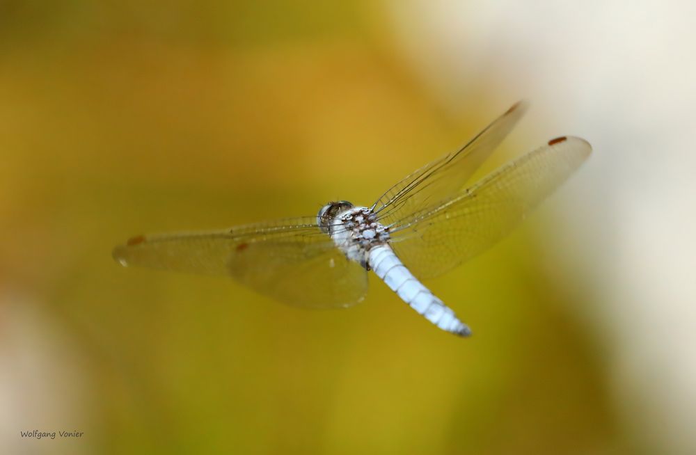 Südlicher Blaupfeil im Flug