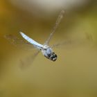 Südlicher Blaupfeil im Flug