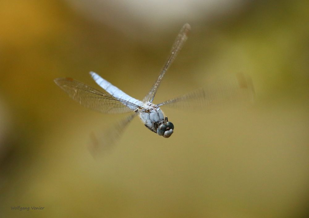 Südlicher Blaupfeil im Flug