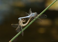 Südlicher Blaupfeil im Paarungsrad