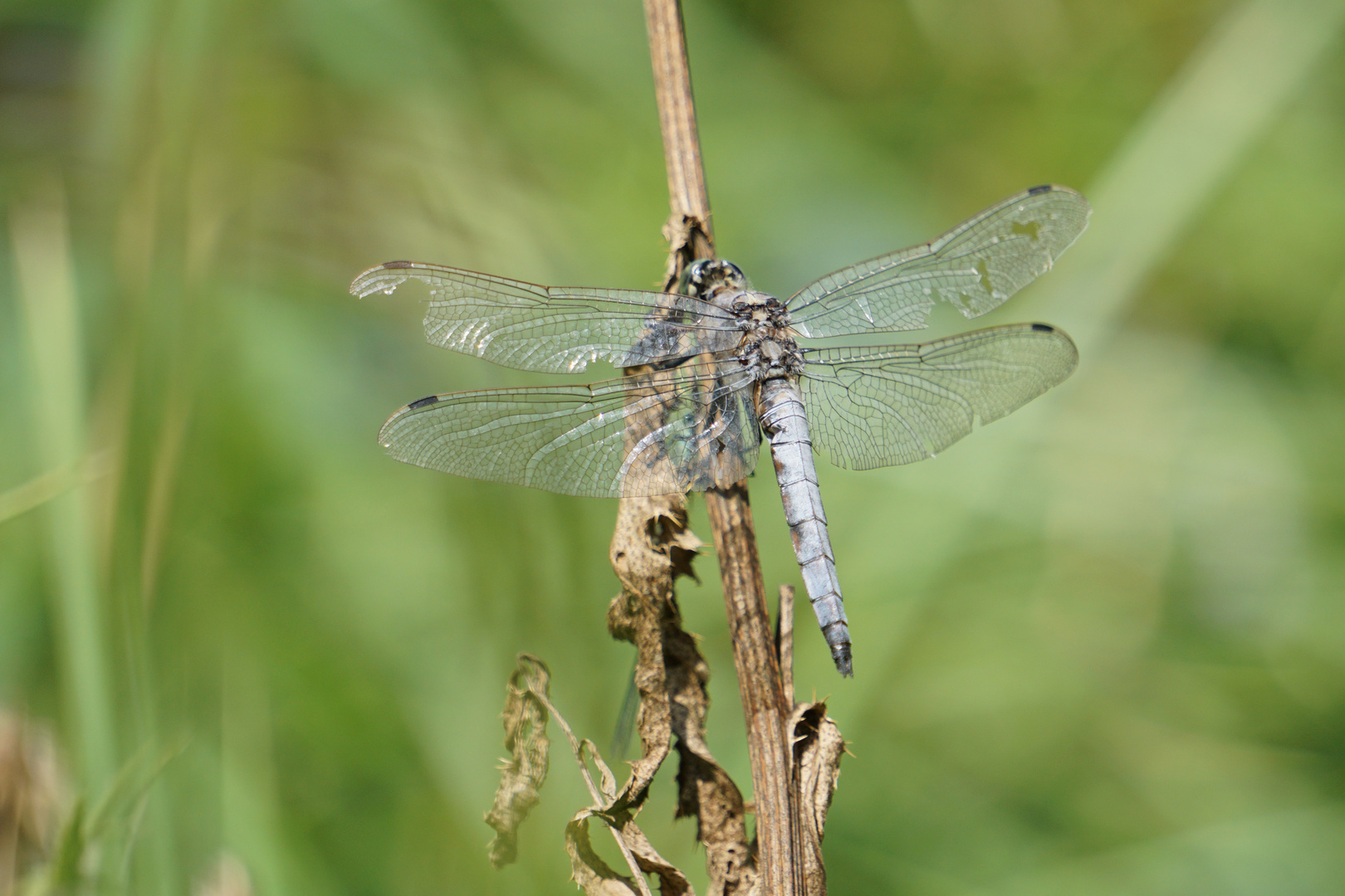 Südlicher Blaupfeil - Libelle