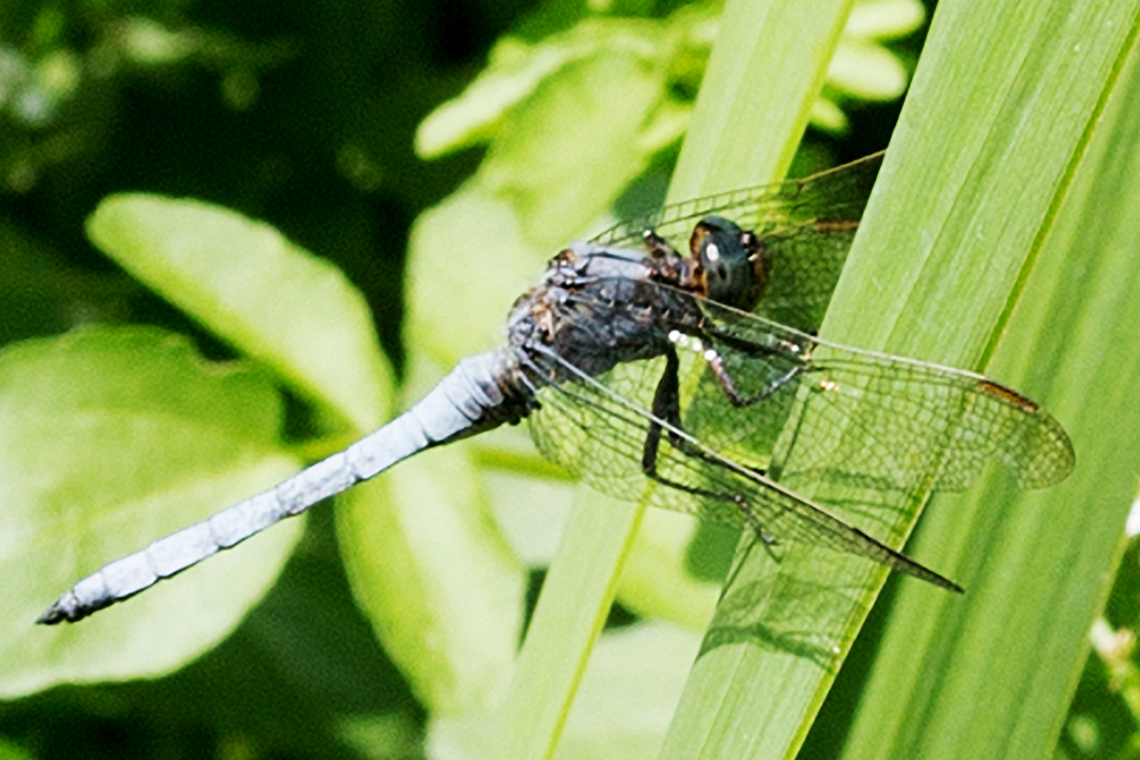 Südlicher Blaupfeil, Männchen